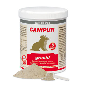 Canipur Gravid 